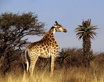 Neckless Giraffes Found in Serengeti - Daily Squib