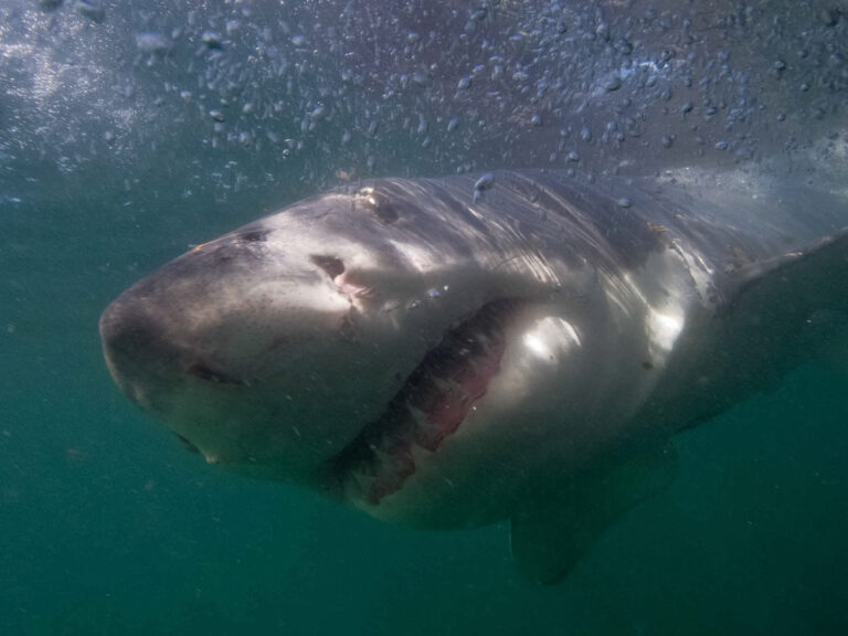 Instagram Influencer Posts Update Whilst Being Eaten by Shark