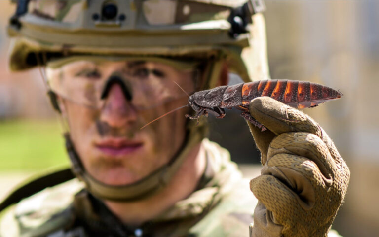 Cockroach Evacuated From Afghanistan Given Pride of Place at White House