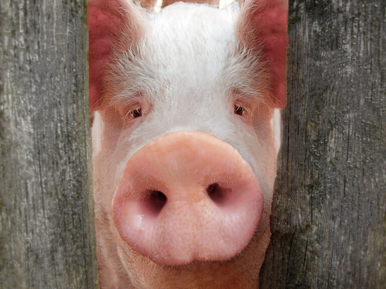 Man Who Received Pig Heart Transplant Suddenly Starts Exhibiting Pig Like Mannerisms