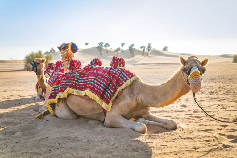 Why is Intolerant Racist Islamophobe Gary Lineker Even in Qatar?