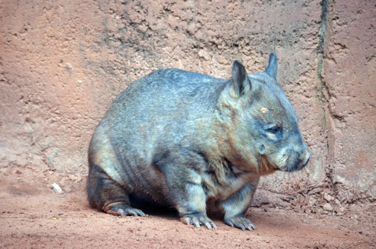 Australia Will Print a Wombat Instead of King Charles III on $5 Bill