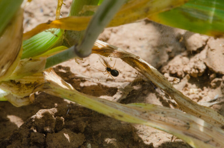 New Research: “Spiders Mind What They Eat”