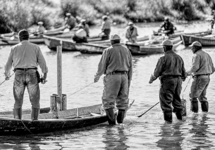 californian Smelt fish valuation